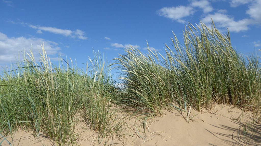 Seaside sand dune
