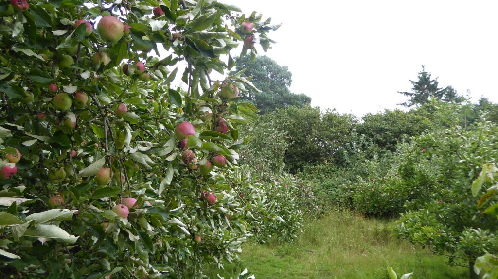 Organic orchard