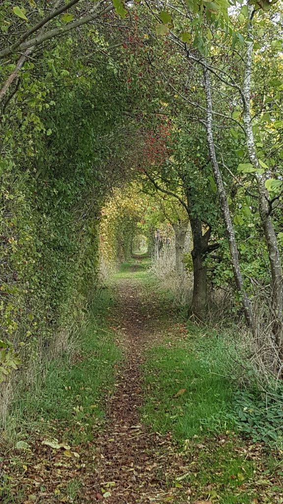 A tunnel of trees