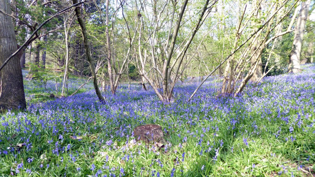Bluebells in Maulden Wood