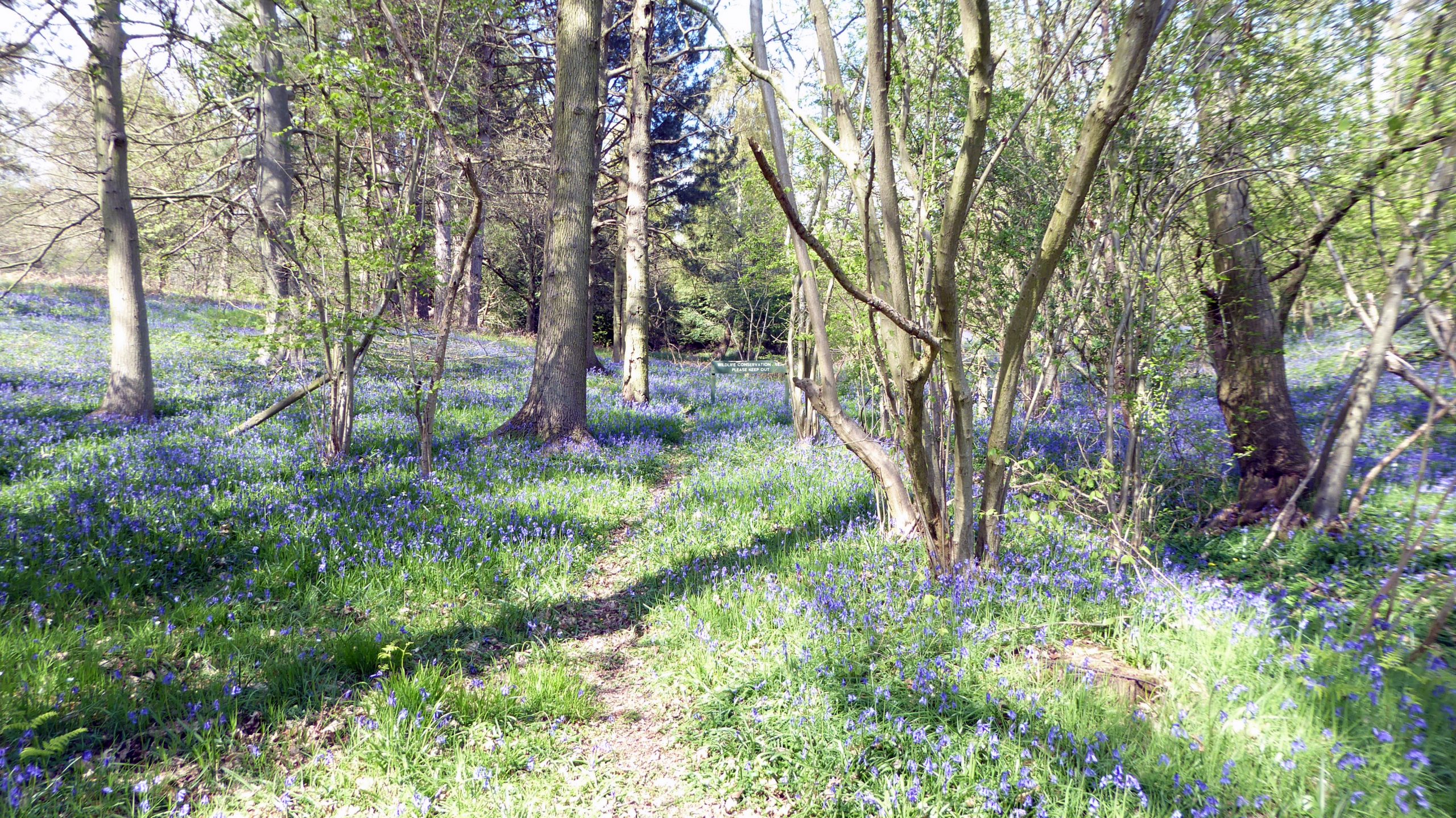 Bluebells in Maulden Wood