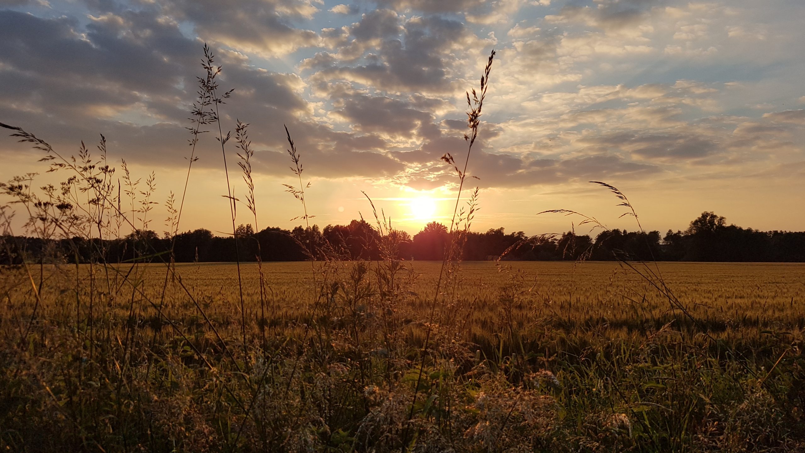 Sundown over golden fields